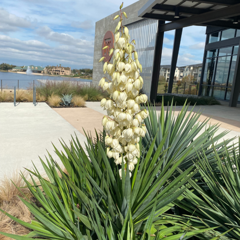 A flower used for landscaping