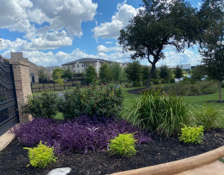 A flower used for landscaping