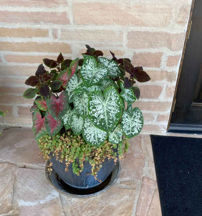 A flower used for landscaping