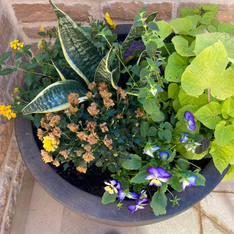 A flower used for landscaping