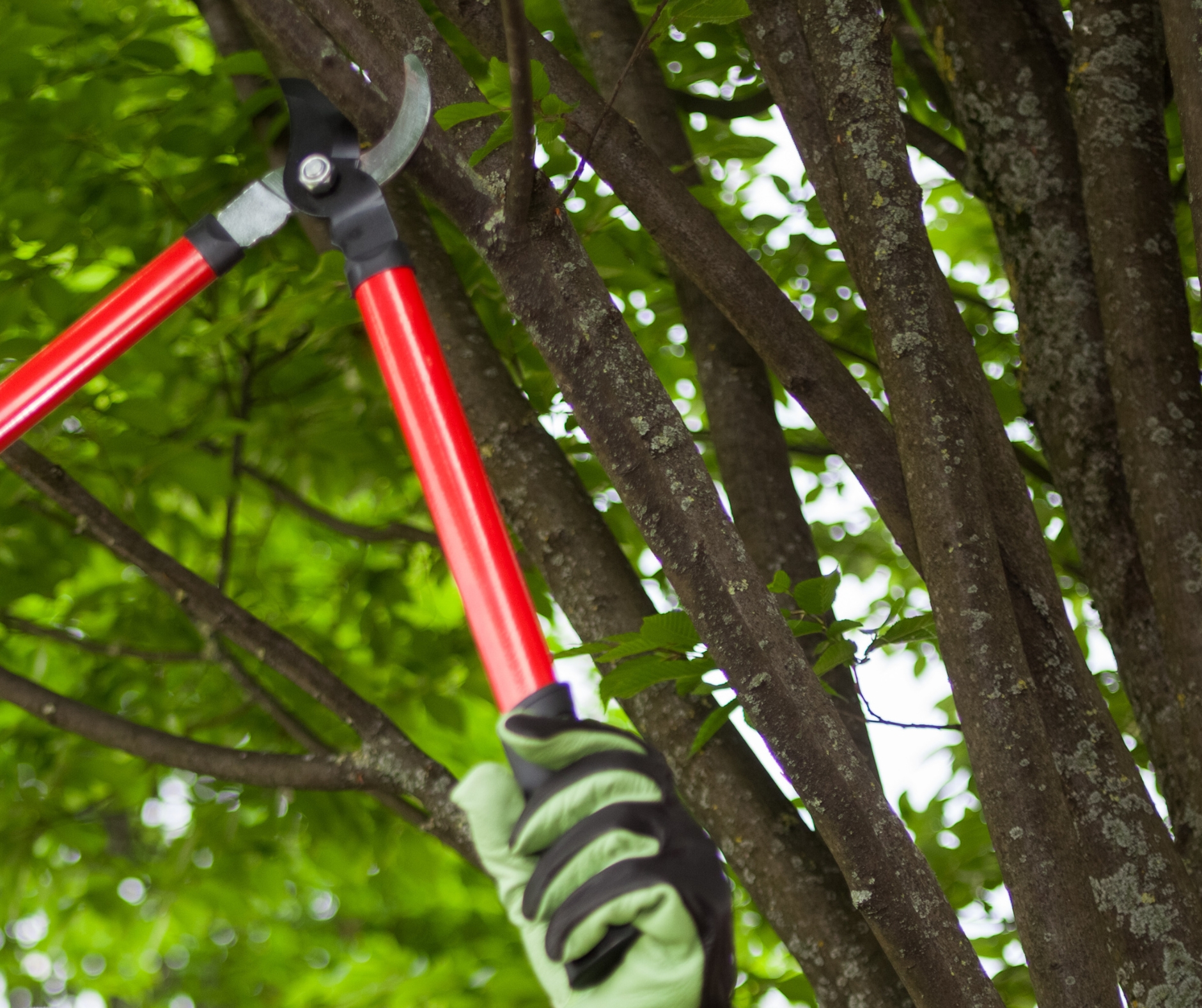 Tree Trimming